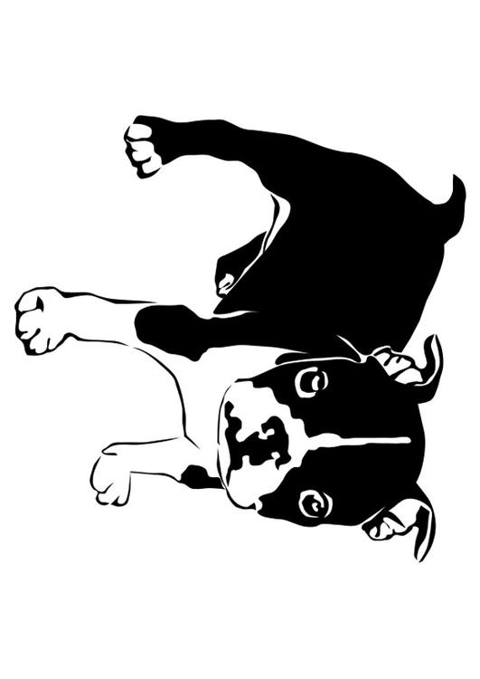 perro - bulldog francÃ©s