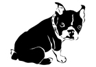 Dibujos para colorear perro - bulldog francés