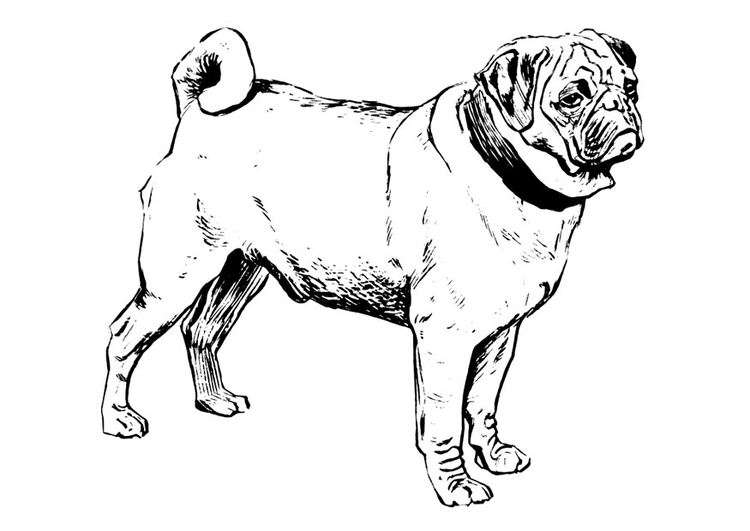 Dibujo para colorear perro - carlino