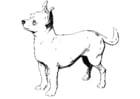 Dibujos para colorear Perro - chihuahua