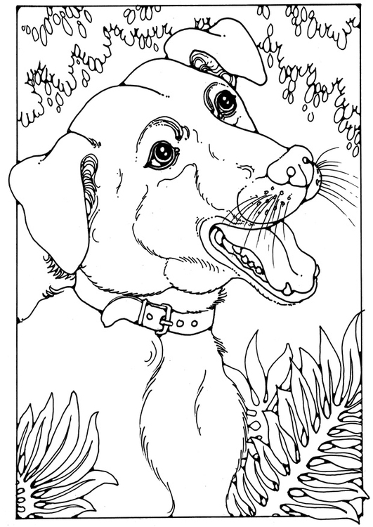 Dibujo para colorear perro mestizo