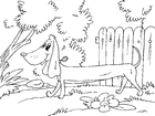dibujo-para-colorear perro raposero