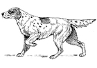 Dibujo para colorear perro - setter