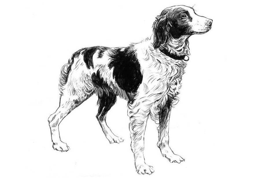 Dibujo para colorear perro - spaniel