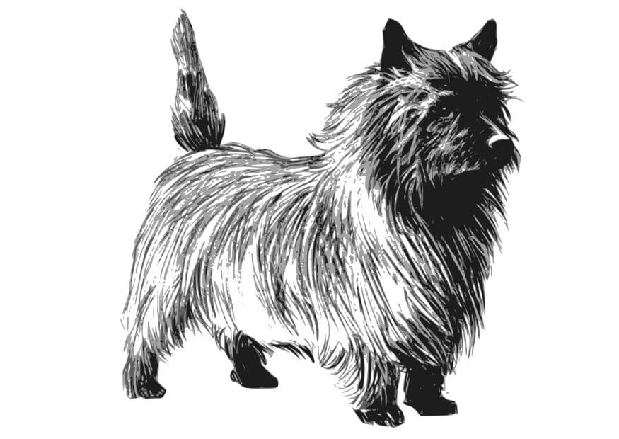 Dibujo para colorear perro - terrier