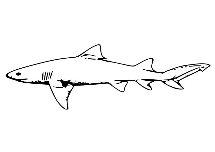 Dibujo para colorear pez - tiburÃ³n