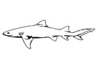 pez - tiburón