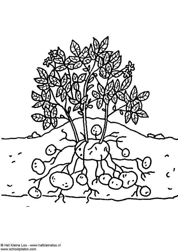 Dibujo para colorear Planta de la patata