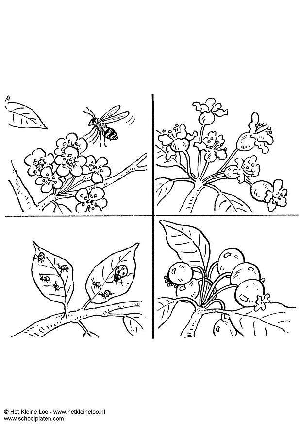 Dibujo para colorear Polinización Dibujos Para Imprimir Gratis Img 3721 #21 Dibujo para colorear Polinización Dibujos Para Imprimir Gratis Img 3721