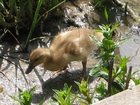 Foto polluelo de pato