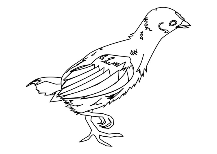 Dibujo para colorear polluelo