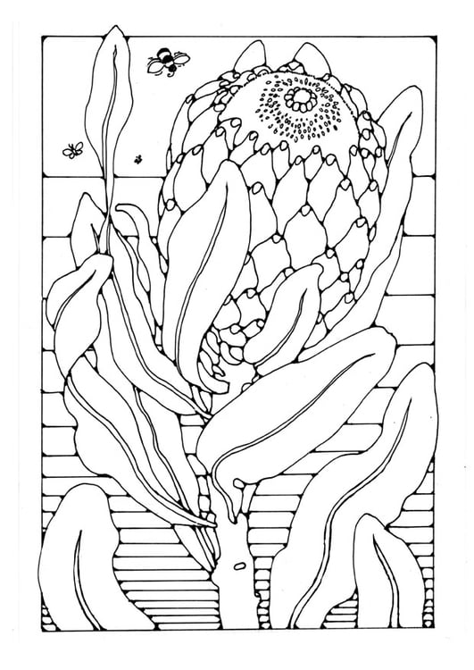 Dibujo para colorear protea