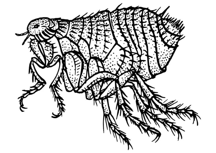 Dibujo para colorear pulga