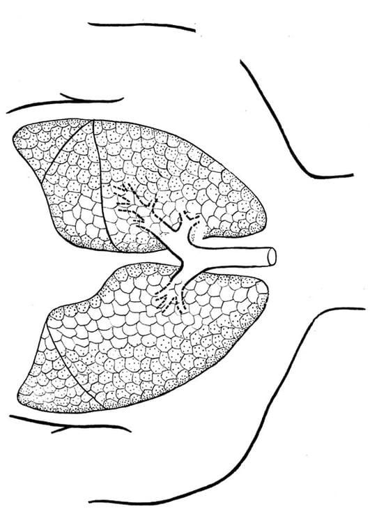 pulmones