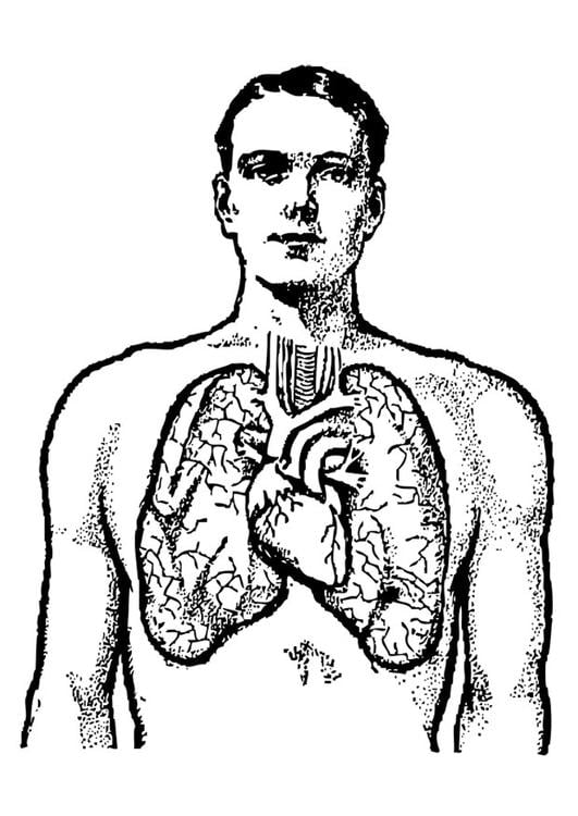 pulmones