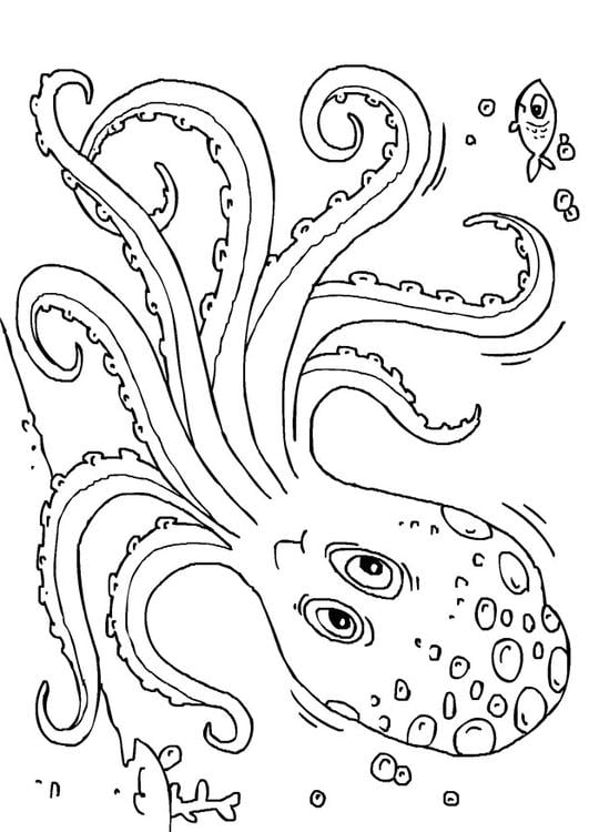 pulpo