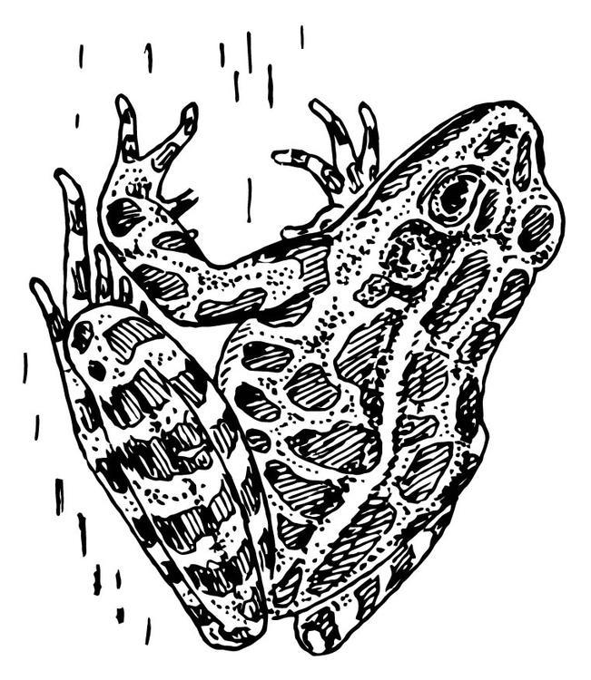 Rana