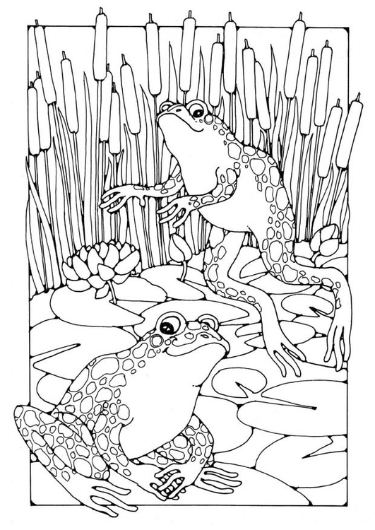 Dibujo para colorear ranas