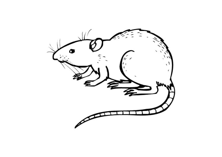 Dibujo para colorear Rata