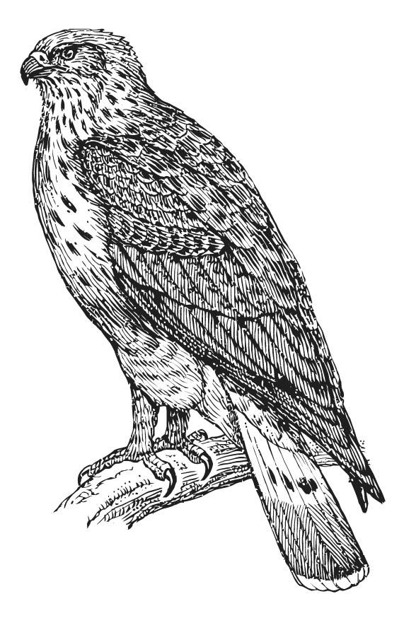 Dibujo para colorear Ratonero común Dibujos Para Imprimir Gratis Img 15753
