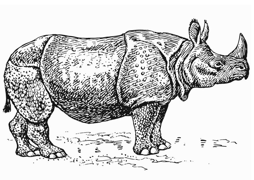 Dibujo para colorear Rinoceronte
