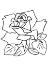 Dibujos para colorear rosa