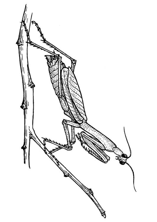 saltamontes - mantodea