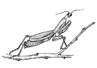 Dibujo para colorear saltamontes - mantodea