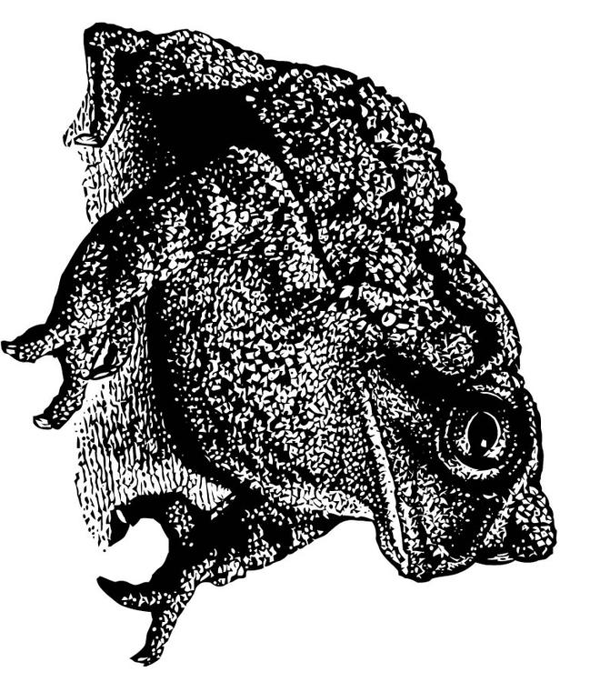 Sapo