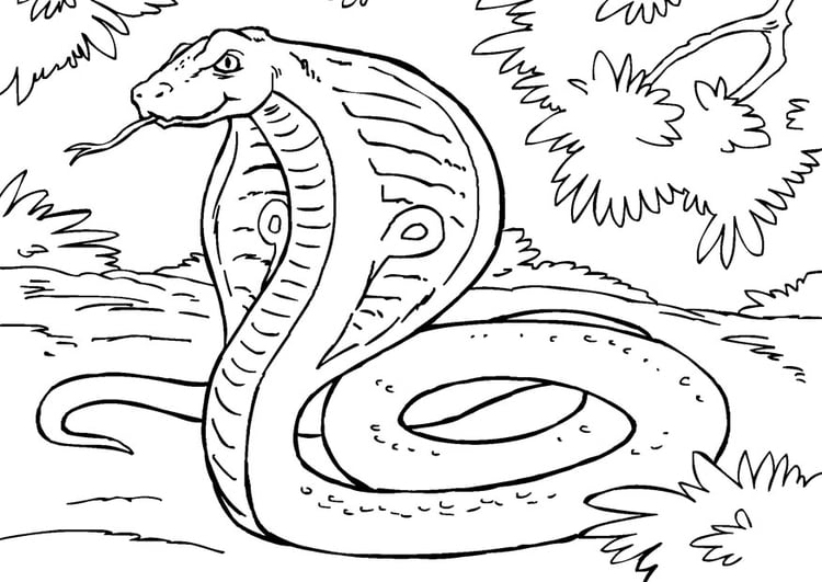 Dibujo para colorear serpiente - cobra