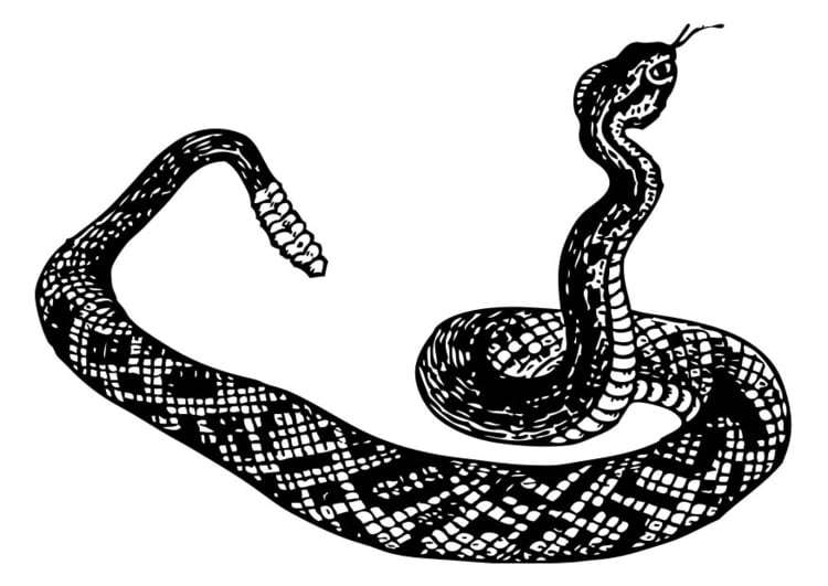 Dibujo para colorear serpiente de cascabel