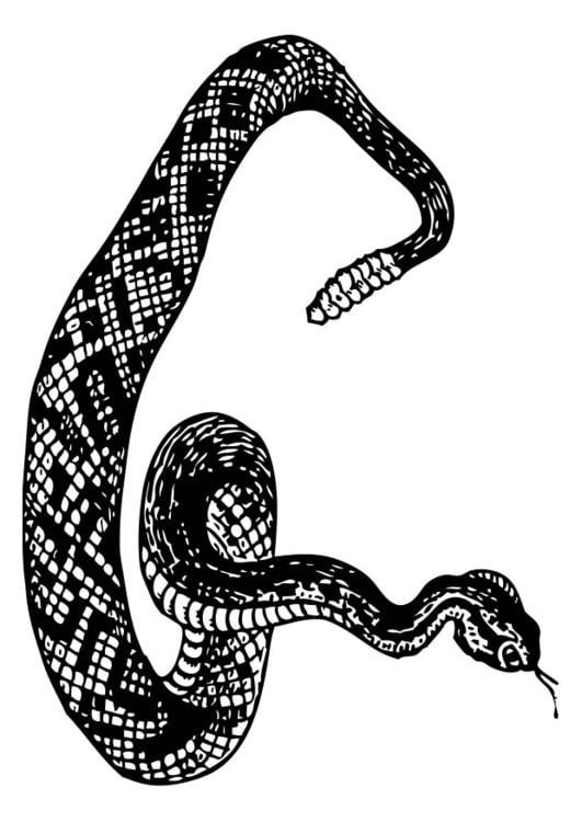 serpiente de cascabel