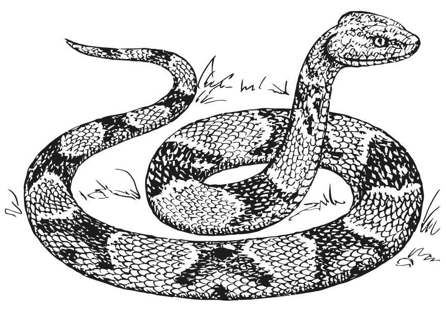 dibujo para colorear serpiente mocasin i