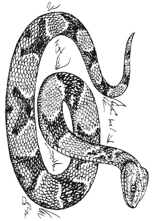 Serpiente MocasÃ­n