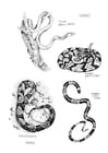 Dibujos para colorear Serpientes