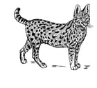 Dibujos para colorear Serval