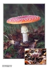 Foto setas