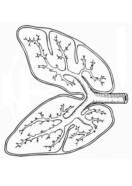 Sistema respiratorio