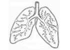 Dibujos para colorear Sistema respiratorio