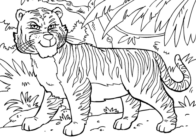 Dibujo para colorear tigre