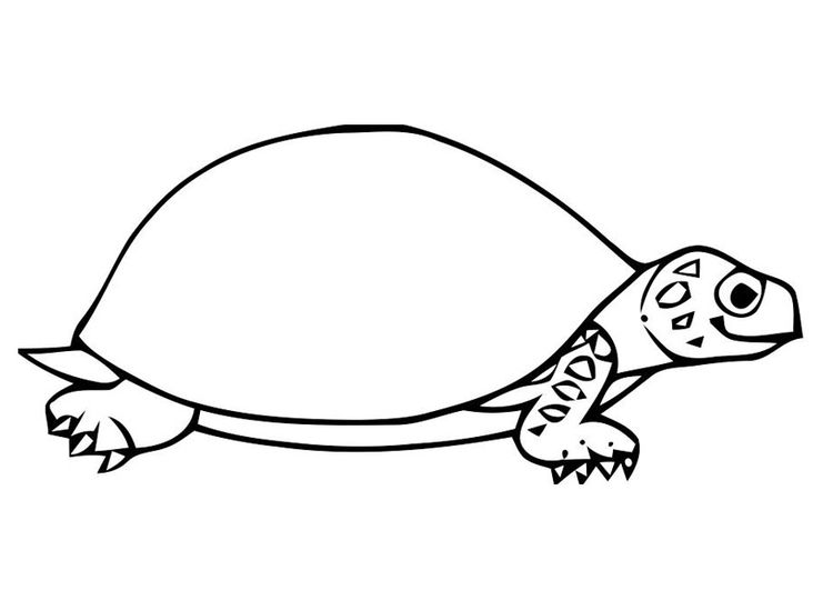 Dibujo para colorear tortuga