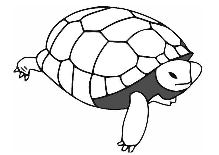 Dibujo para colorear tortuga