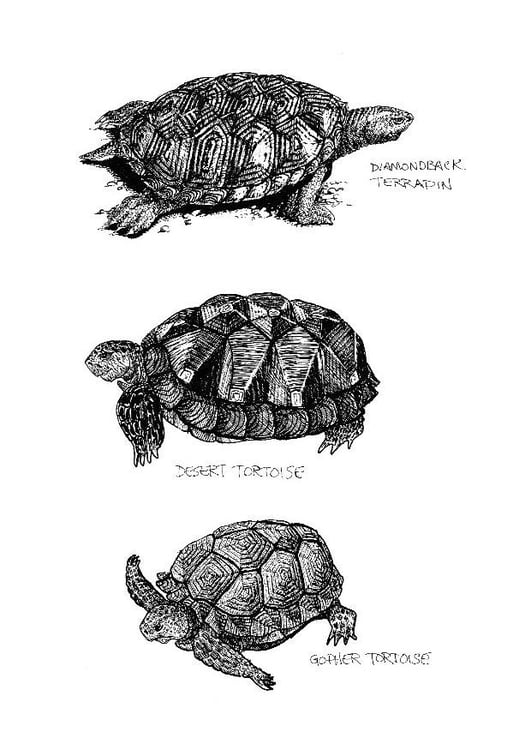 Dibujo para colorear Tortugas