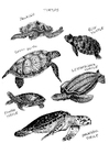dibujo-para-colorear Tortugas
