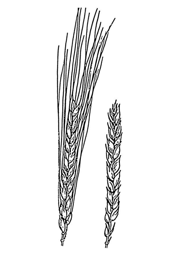 Dibujo para colorear trigo