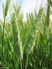 Foto trigo