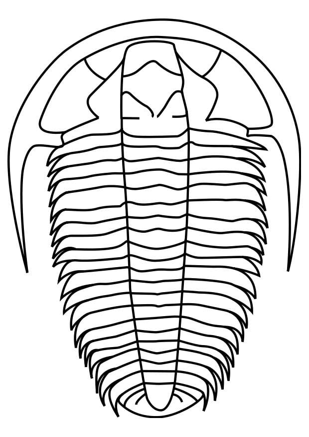 Dibujo para colorear trilobita