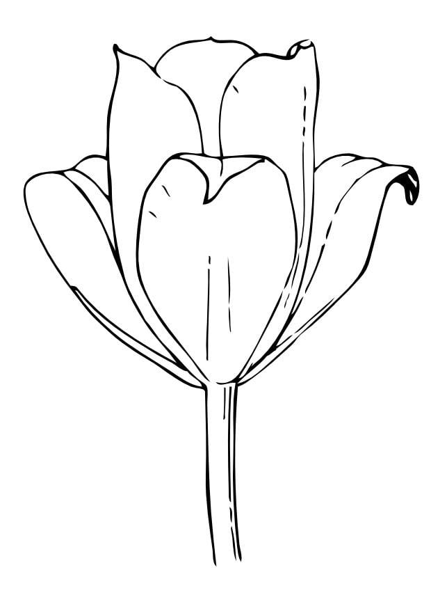 Dibujo para colorear TulipÃ¡n