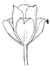 dibujo-para-colorear Tulipán