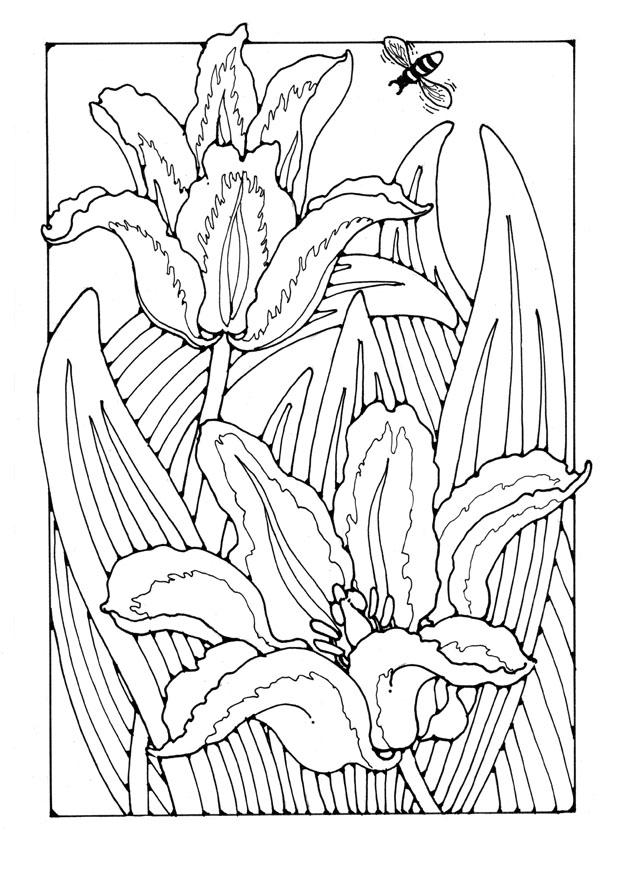 Dibujo para colorear tulipanes